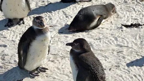 Penguins on the beach Stock Photos