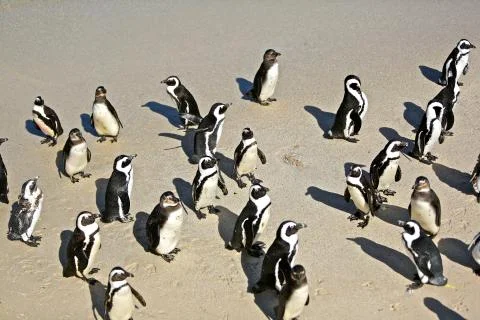 Penguins on the beach Stock Photos