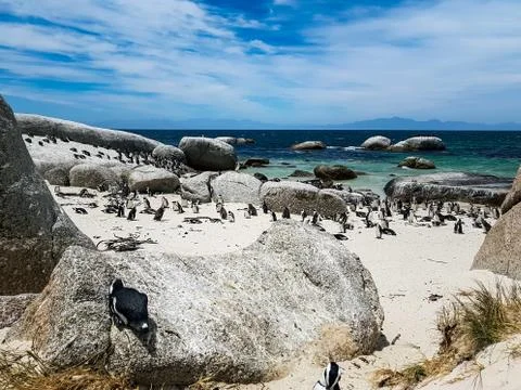Penguins on the beach Stock Photos