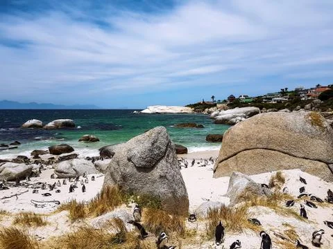Penguins on the beach Stock Photos