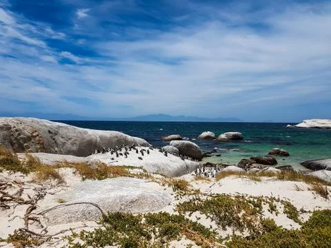 Penguins on the beach Stock Photos
