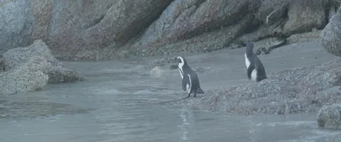 Penguins on the beach - UHD Prores 422 Stock Footage 104032359