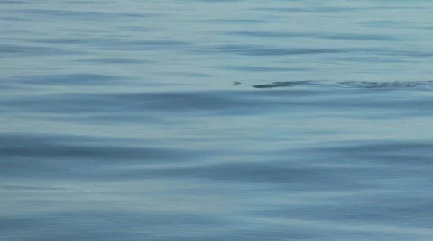 Penguins beagle channel 動画素材 781429