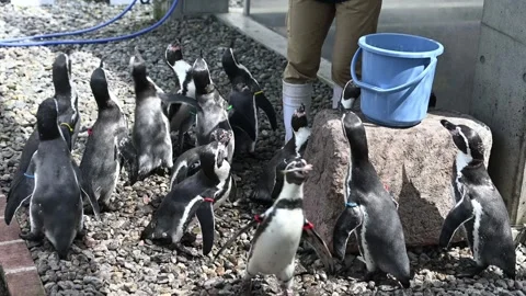 Penguins Being Fed by Keeper at Wildlife Park in Sasebo, Japan 库存影片 346812783