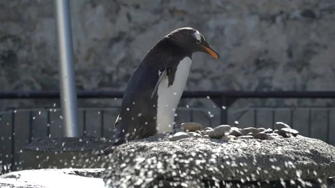 Penguins being funny Stock Footage 99498998