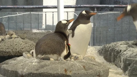 Penguins being penguins Stock Footage 99499316