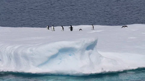 Penguins on Big Floating Ice on Sunny Day, Antarctic Animals in Natural Habitat Stock Footage 346378335