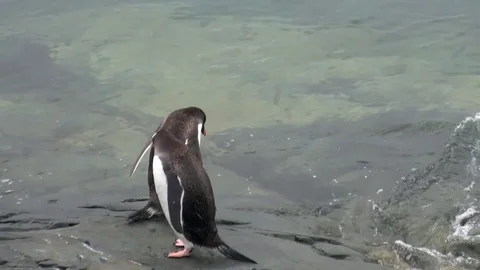 Penguins birds on snow desert coastline in ocean of Antarctica. Stock Footage