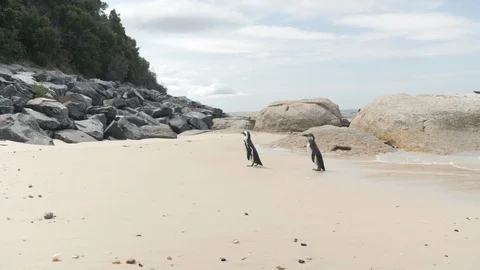 Penguins at Boulder Beach, Cape Town, South Africa. Travel. Wildlife Vídeo Stock 127763789