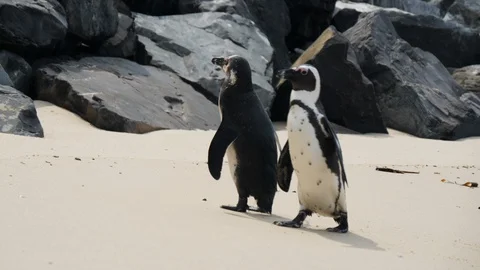 Penguins at Boulder Beach, Cape Town, South Africa. Travel. Wildlife 库存影片 127764308