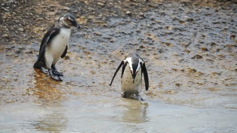 Penguins at Boulder Beach, Cape Town, South Africa. Travel. Wildlife Vídeo Stock 127764776