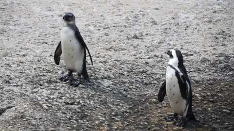 Penguins at Boulder Beach, Cape Town, South Africa. Travel. Wildlife Vídeo Stock 127765094