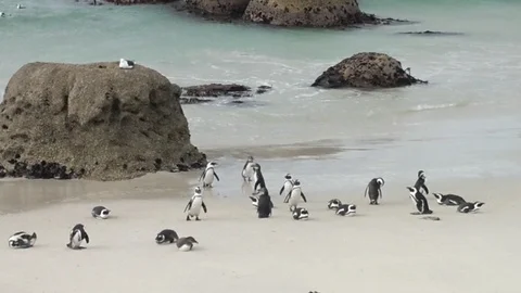 Penguins at Boulders Beach, Cape Town, South Africa Stock Footage