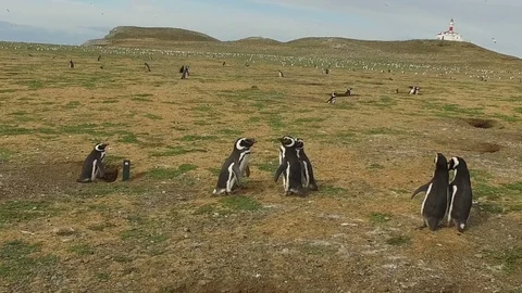 Penguins Call Out Stock Footage 100613858