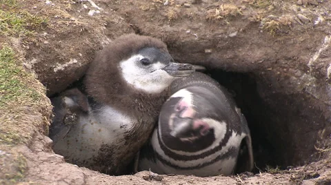 Penguins in a cave, Land of Fire Stock Footage 48594843