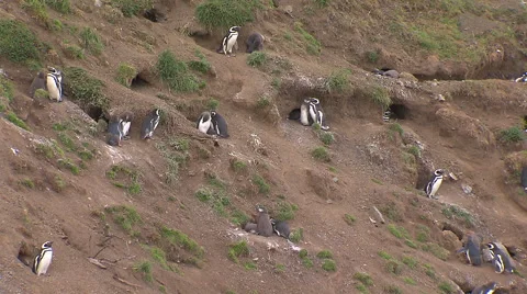 Penguins caves, Land of Fire Stock Footage 48675079