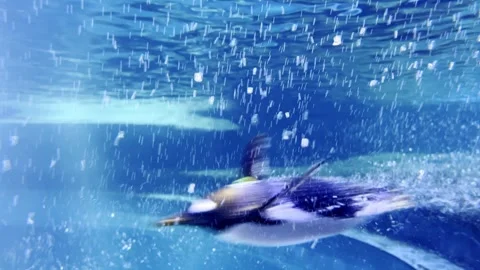 Penguins Chasing Across Aquarium Stock Footage 260783256