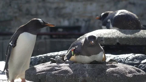 Penguins chillin Stock Footage 99507904