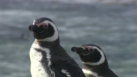 Penguins, close up, land of fire Stock Footage 48899532