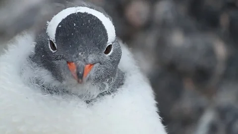 Penguins on the coast Video stock 81419146