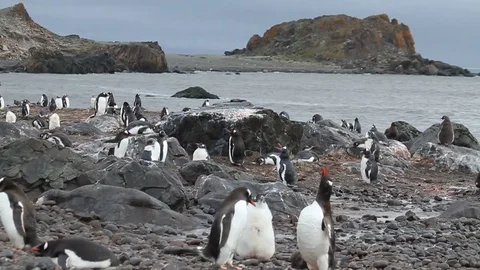 Penguins on the coast Stock Footage 81419676