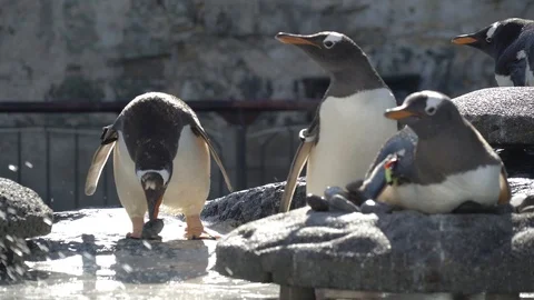 Penguins comedy Stock Footage 99499032