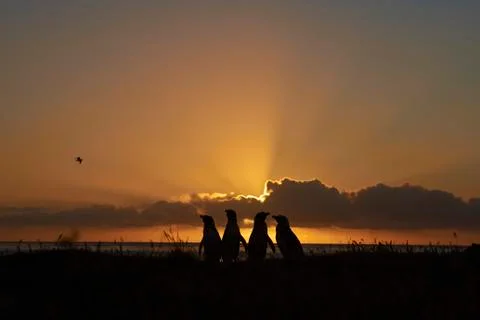Penguins at dawn Foto stock