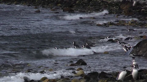 Penguins dive into the ocean and take a swim in Magdalena island. Video stock 103370112