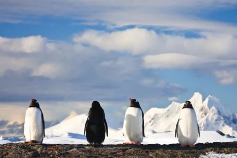 Penguins dreaming Stock Photos