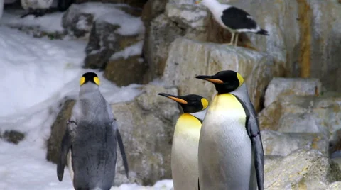 Penguins - emperor- 스톡 동영상 1009025