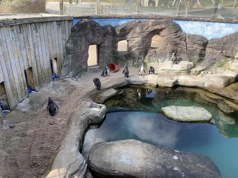 Penguins in an Enclosure Stock Photos