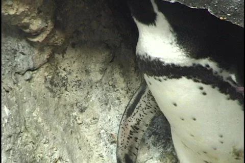 Penguins Exit Cave Stock Footage 298115