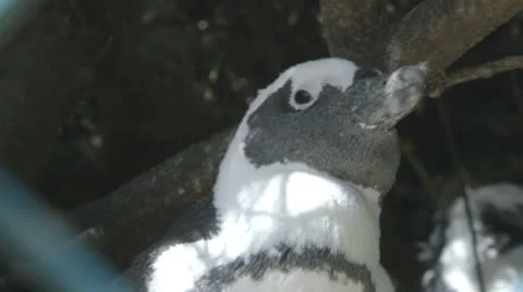 A penguin's face Stock Footage 27171891