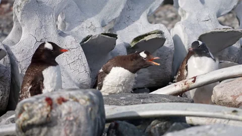 Penguins Fighting Among Whale Bones in Antarctica 스톡 동영상 334889868