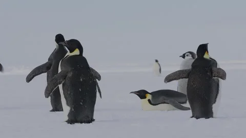 Penguins flapping flippers in their natural rookery during a chilly day Stock Footage 288253418