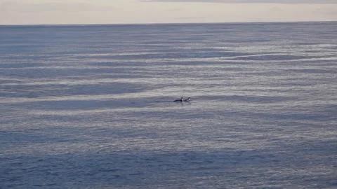 Penguins Floating on Open Water in Antarctica Stock Footage 335080673