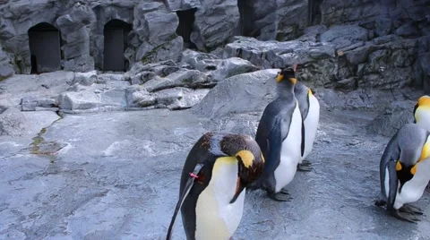 Penguins flocks together in summer clean its feather with its beak Stock Footage 60119204