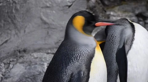 Penguins flocks with various activities Stock Footage 60119209