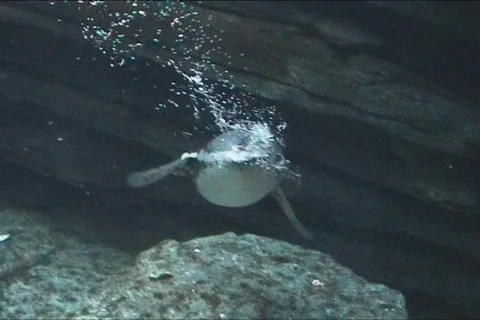Penguins flying underwater Stock Footage 116965