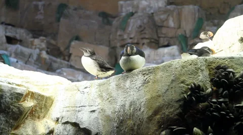 Penguins Stock Footage 1009937