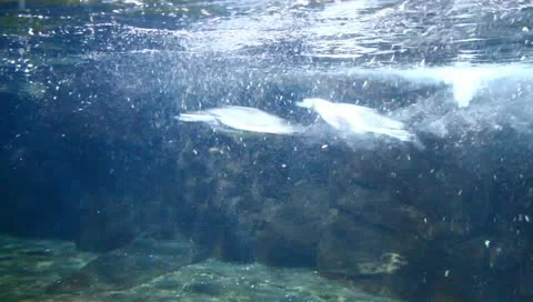 Penguins Stock Footage 11210249