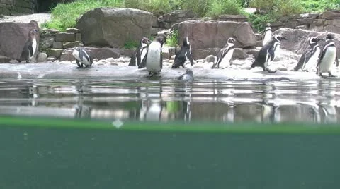 Penguins Video stock 20465627