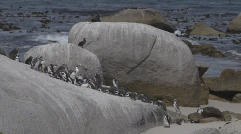 Penguins Stock Footage 27175144