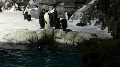 Penguins Stock Footage 32482018