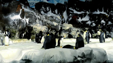Penguins Stock Footage 32482065