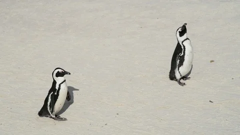 Penguins Stock Footage 97683611