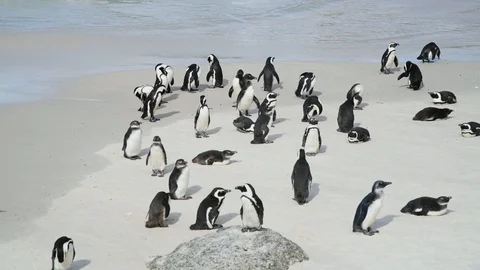 Penguins Stock Footage 97684301