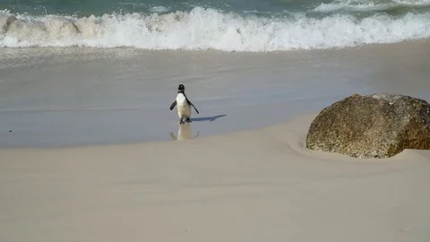 Penguins Stock Footage 97684473