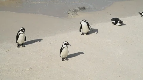 Penguins Stock Footage 97684498