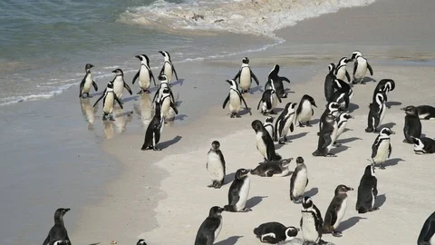 Penguins Stock Footage 97684946